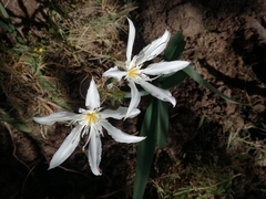 Pancratium illyricum