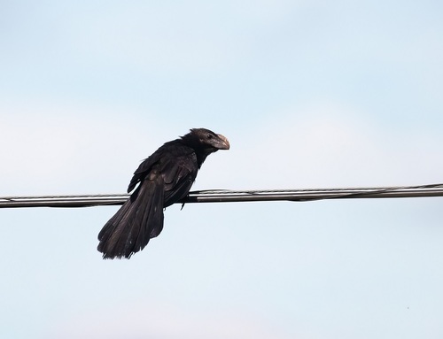 Smooth-billed Ani