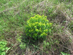 Euphorbia semivillosa