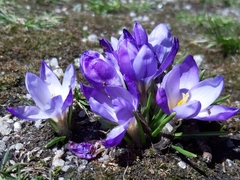 Crocus carpetanus