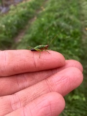 Conocephalus nigropleurum