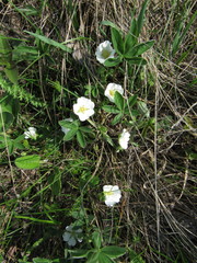 Potentilla alba