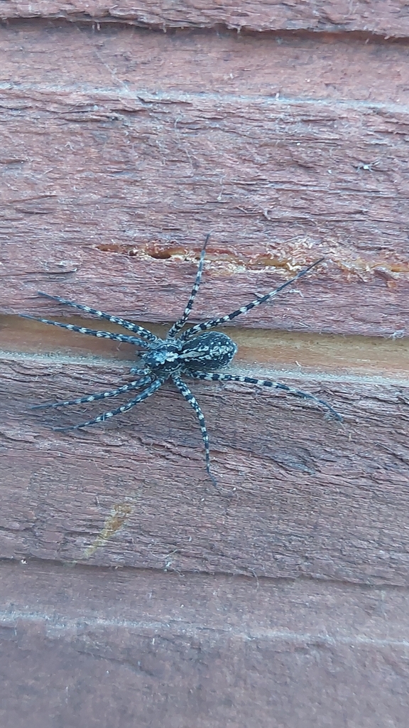Acantholycosa lignaria