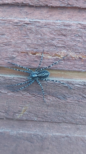 Acantholycosa lignaria