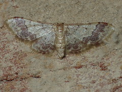 Idaea furciferata