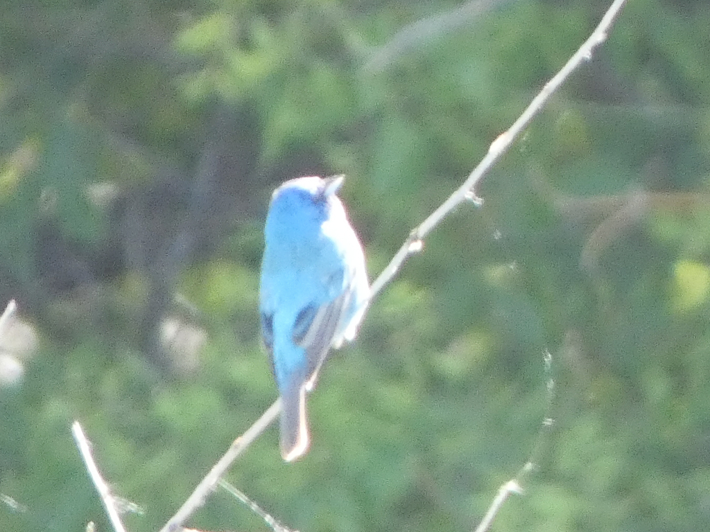 Indigo Bunting from Neale Woods Nature Reserve, 14323 Edith Marie Ave ...