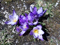 Crocus carpetanus