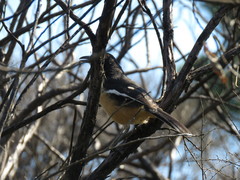 Laniarius ferrugineus