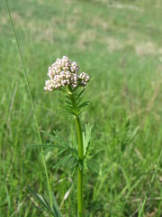 Valeriana rossica