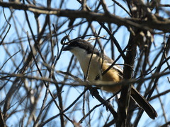 Laniarius ferrugineus