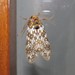 Phaegoptera punctularis - Photo no rights reserved, uploaded by Kahio T. Mazon