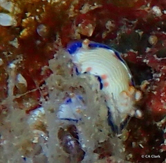 Hypselodoris peasei