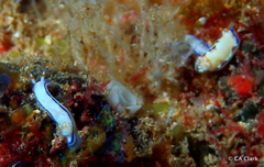 Hypselodoris peasei
