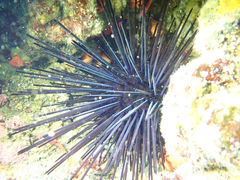 Centrostephanus coronatus image