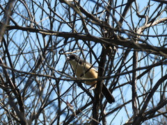 Laniarius ferrugineus