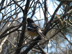 Laniarius ferrugineus