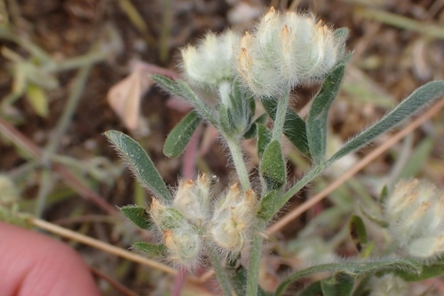 Anthyllis cornicina (Anthyllis cornicina)
