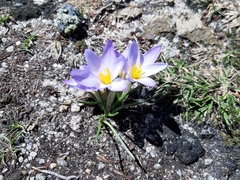 Crocus carpetanus