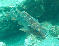 Sebastes auriculatus