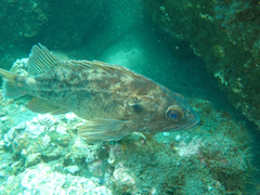 Sebastes auriculatus