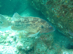Sebastes auriculatus