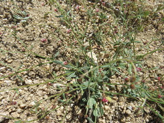 Eriogonum maculatum