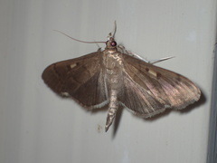 Herpetogramma sphingealis