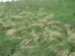 Stipa tirsa