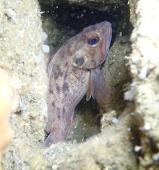 Sebastes auriculatus