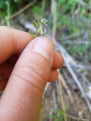 Myosotis discolor