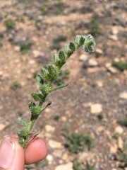 Cryptantha crassisepala