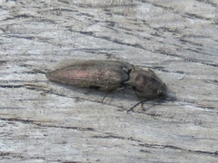 Actenicerus siaelandicus