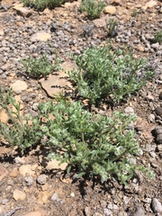 Cryptantha crassisepala