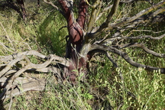 Arctostaphylos viscida viscida