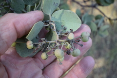 Arctostaphylos viscida viscida