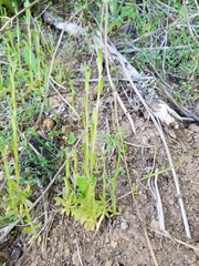 Myosotis discolor