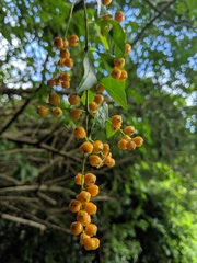 Angiospermae