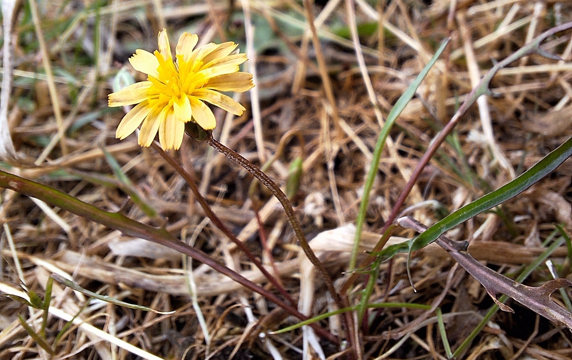 Microseris bigelovii