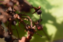 Arctostaphylos viscida viscida