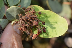 Arctostaphylos viscida viscida