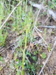 Myosotis discolor