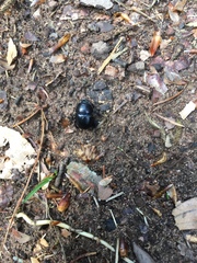 Anoplotrupes stercorosus