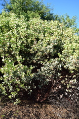 Arctostaphylos viscida viscida