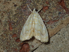 Glaphyria glaphyralis