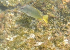 Lutjanus argentiventris