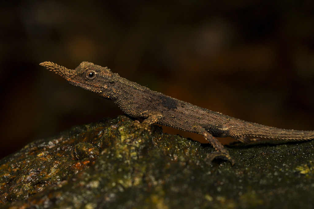 Lizerd Ruff Rough Nose Horned Lizard in May 2024 by Shanelle Wikramanayake ...