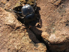Scarabaeus rusticus