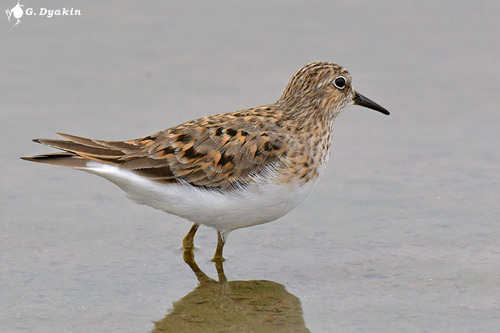 Temminck's Stint