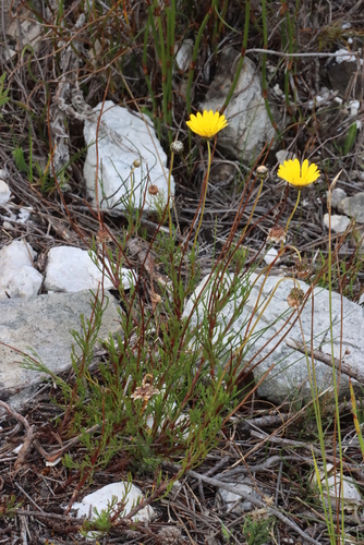 Image of Ursinia paleacea by (c) Tony Rebelo, some rights reserved (CC BY-SA)