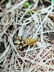 Chamaesphecia empiformis